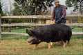 547073 Berkshire Pig, Britain A4 Photo Print