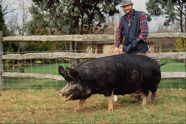 547073 Berkshire Pig, Britain A4 Photo Print