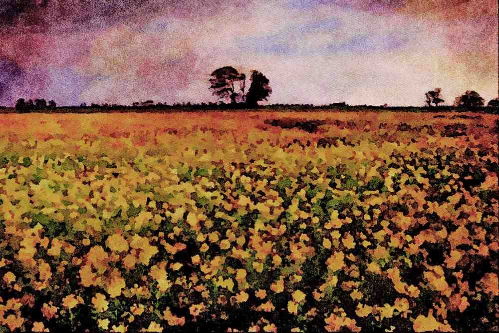 547077 Rape Fields, Cambs, England A4 Limited Edition Watercolour Print