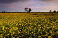 547077 Rape Fields, Cambs, England A4 Photo Print