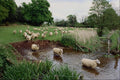 547079 Crossing The River Glaven, Norfolk, England A4 Photo Print