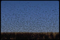 547080 Large Flock Of Swallows Above Cornfield, Upstate New York A4 Photo Print
