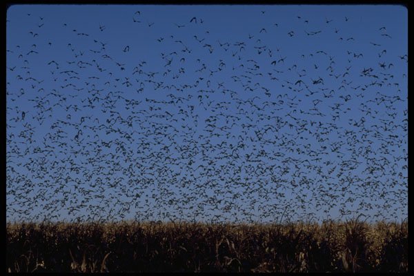 547080 Large Flock Of Swallows Above Cornfield, Upstate New York A4 Photo Print