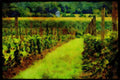 547081 Young Concord Grape Vineyard, Upstate New York A4 Limited Edition Watercolour Print