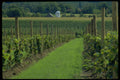 547081 Young Concord Grape Vineyard, Upstate New York A4 Photo Print