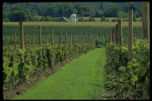 547081 Young Concord Grape Vineyard, Upstate New York A4 Photo Print