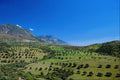 547083 View Of Chaouen Amongst Olive Groves, Morocco A4 Photo Print