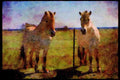 547084 White Horses A4 Limited Edition Watercolour Print
