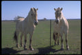 547084 White Horses A4 Photo Print