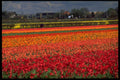 547087 Bulb Growing, Lisse, Holland A4 Photo Print
