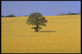 547088 Field Of Rape In Flower A4 Photo Print