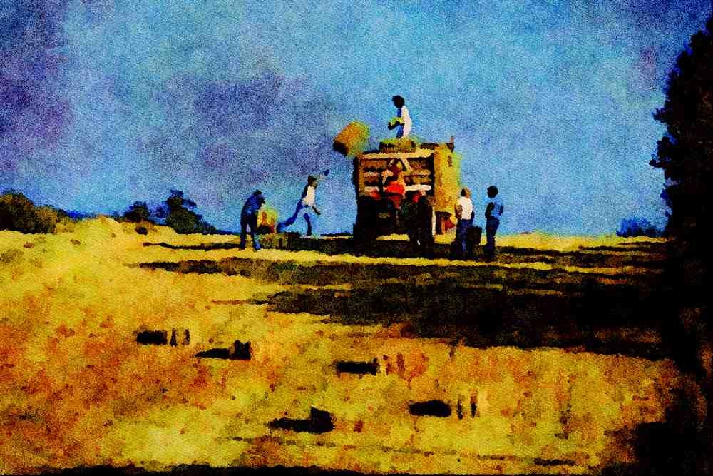 547089 Baled Hay Being Gathered In Hopewell, Nova Scotia, Canada A4 Limited Edition Watercolour Print