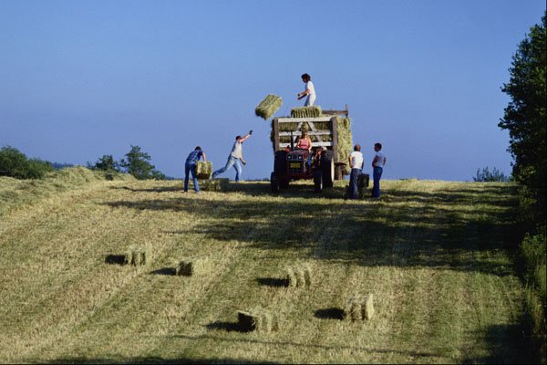 547089 Baled Hay Being Gathered In Hopewell, Nova Scotia, Canada A4 Photo Print