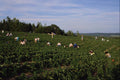 547090 Picking Strawberries In Durham, Nova Scotia, Canada A4 Photo Print