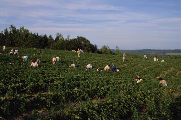 547090 Picking Strawberries In Durham, Nova Scotia, Canada A4 Photo Print