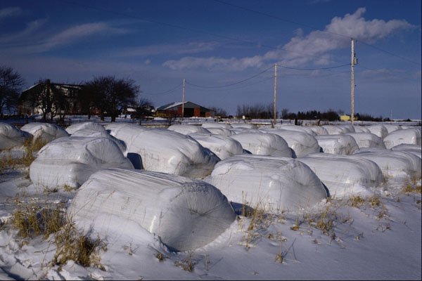 547091 Bales Of Hay Wrapped In Plastic, Nova Scotia, Canada A4 Photo Print