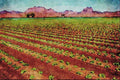 547092 Lettuce Fields, Dome Valley, Arizona A4 Limited Edition Watercolour Print