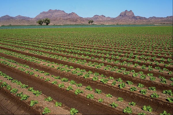 547092 Lettuce Fields, Dome Valley, Arizona A4 Photo Print