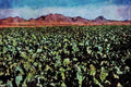 547093 Cabbage Fields, Dome Valley, Arizona A4 Limited Edition Watercolour Print