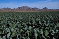 547093 Cabbage Fields, Dome Valley, Arizona A4 Photo Print