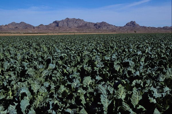 547093 Cabbage Fields, Dome Valley, Arizona A4 Photo Print