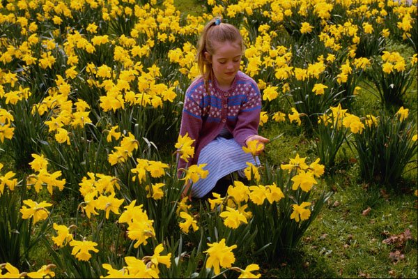 547096 Elizabeth Amongst The Daffodils A4 Photo Print