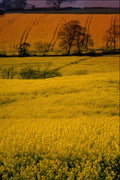 547097 Rape Field, Roseland, England A4 Photo Print