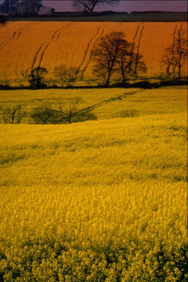 547097 Rape Field, Roseland, England A4 Photo Print