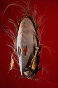 550072 Sedic Nose Mask A4 Photo Print