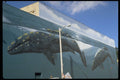 554009 Whales A4 Photo Print