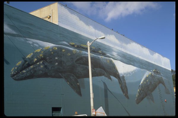 554009 Whales A4 Photo Print