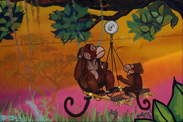 554053 Puzzled Monkeys A4 Photo Print