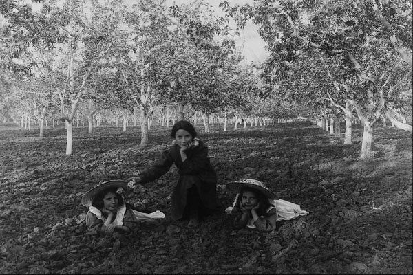 556093 In Mr. Stirling's Orchard, 1909, Photo G.H.E.Hudson PA 29604 A4 Photo Print