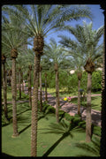 558000 The Arizona Center, Phoenix, Arizona A4 Photo Print