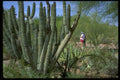 558001 Visitors At Desert Botanical Gardens, Phoenix, Arizona A4 Photo Print