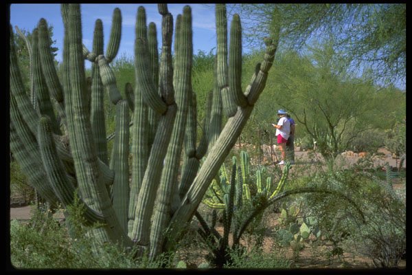 558001 Visitors At Desert Botanical Gardens, Phoenix, Arizona A4 Photo Print