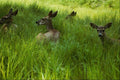 558023 Lazy Deer Grazing, Yosemite National Park, California A4 Photo Print