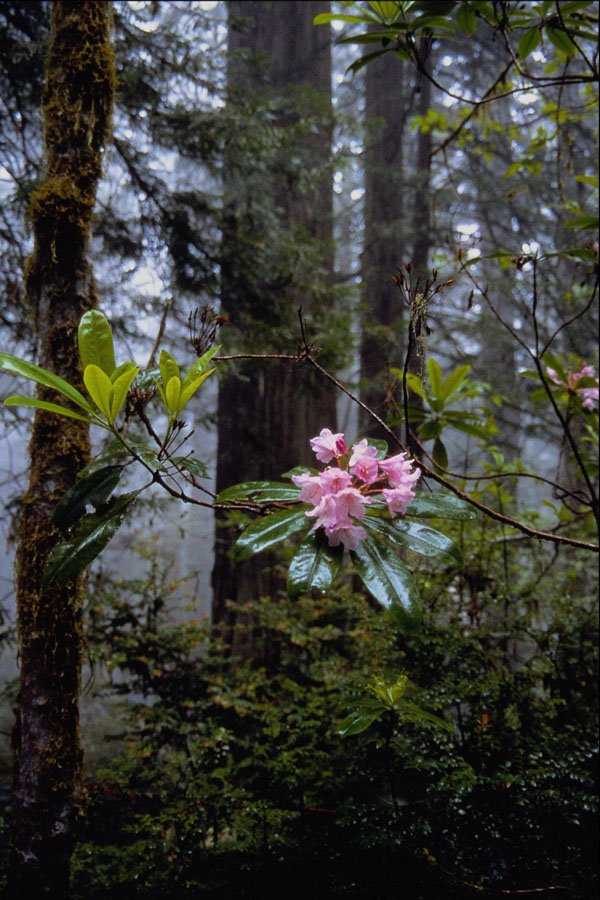 558024 Western Rhododendrons, Lady Bird Johnson Grove, California A4 Photo Print