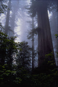 558025 Coastal Redwoods, Lady Bird Johnson Grove, California A4 Photo Print
