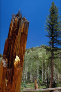558031 Logging In The Colorado Mountains A4 Photo Print