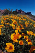 558059 Poppies, Organ Pipe Cactus National Monument, Arizona A4 Photo Print