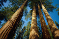 558066 Four Tall Sequoias, Sequoia National Park, California A4 Photo Print