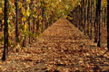 558068 Autumn Vineyard, California A4 Photo Print