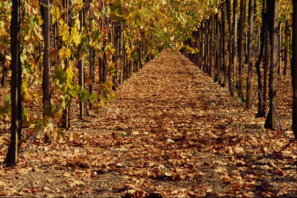 558068 Autumn Vineyard, California A4 Photo Print