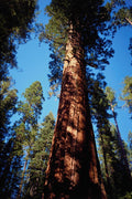 558070 Sequoia National Park, California A4 Photo Print