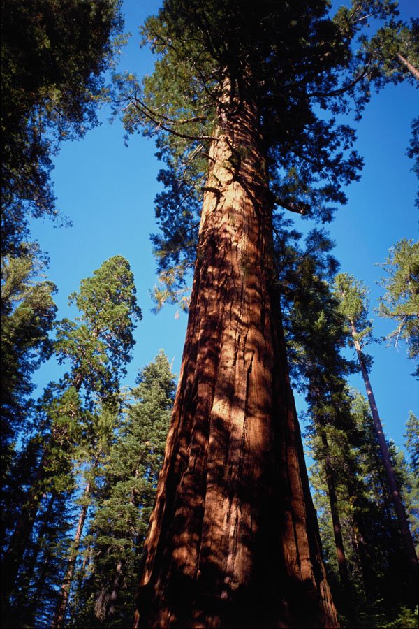 558070 Sequoia National Park, California A4 Photo Print