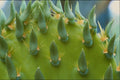 558071 Prickly Pear Cactus, Saguaro, New Mexico A4 Photo Print
