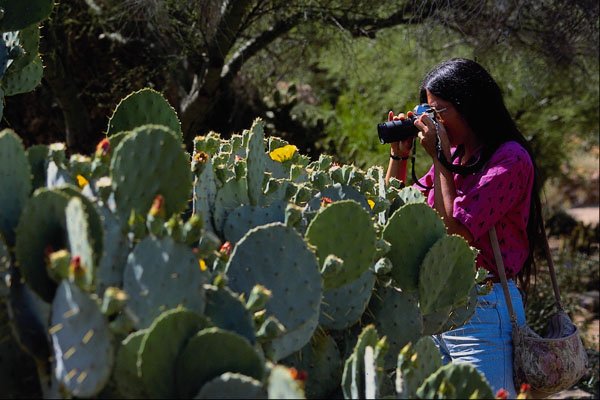 558095 Visitor Shoots Cactus Pictures, Arizona A4 Photo Print