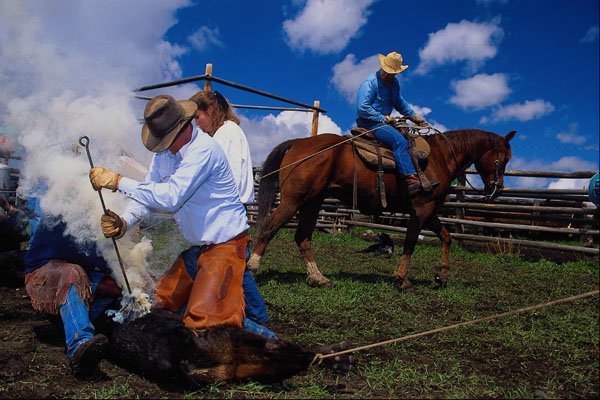 558097 Branding A Calf A4 Photo Print