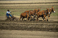 558098 Mule Plowing Demonstration, Red Top Farm, California A4 Photo Print